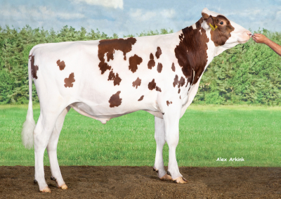 DELTA CARTOON P -RED