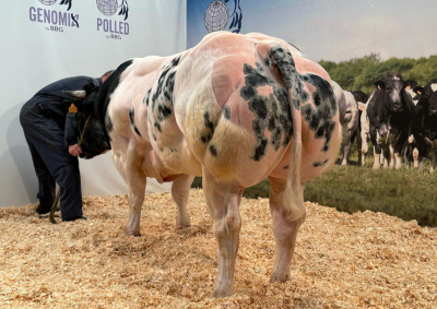 TROSSARD VD PANNEMEERS